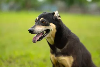 Coco 1