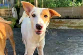 小钟Xiao Chong_M_1 yrs_Not N_Active_1_57 cage