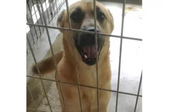 Mandy image 0