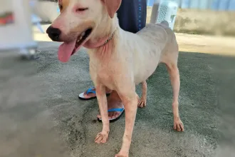 Fido 1