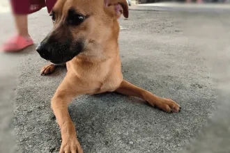 Bruno 1