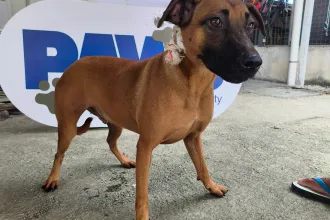 Milo 1