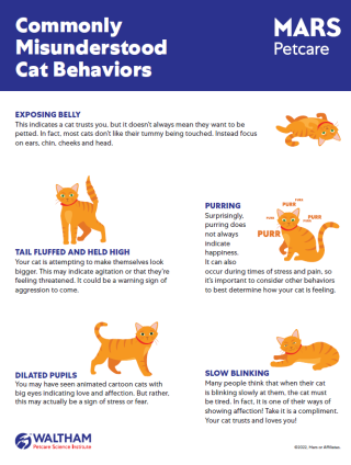 Commonly Misunderstood Cat Behaviors