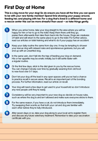Your Dog First Day at Home