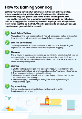 How to: bathing your dog