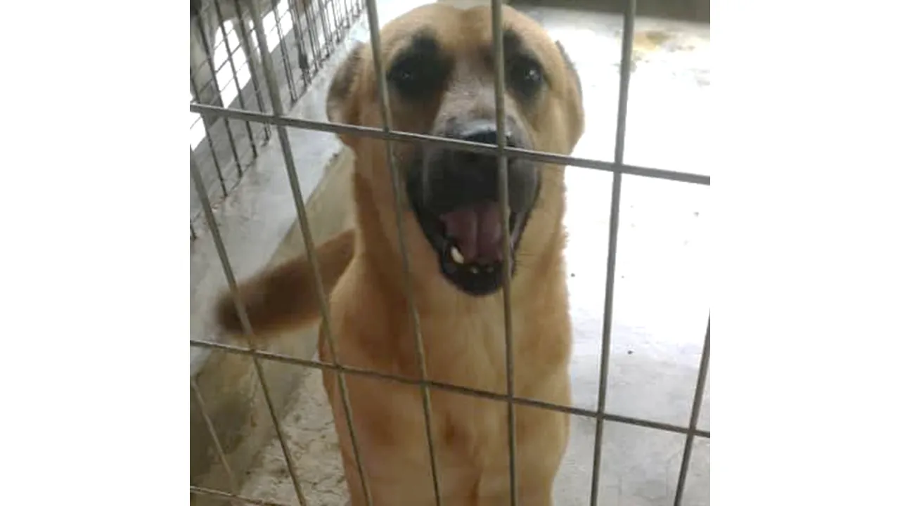 Mandy image 0