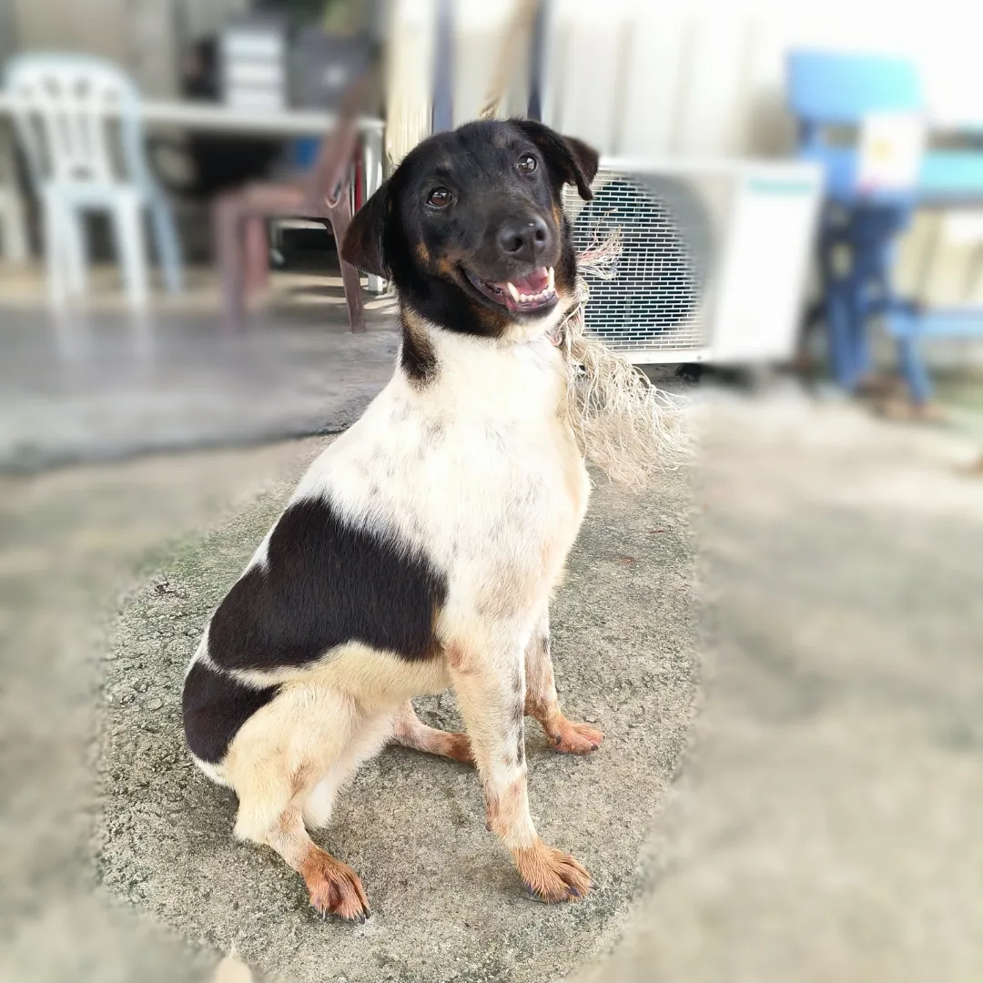 Cookie 1
