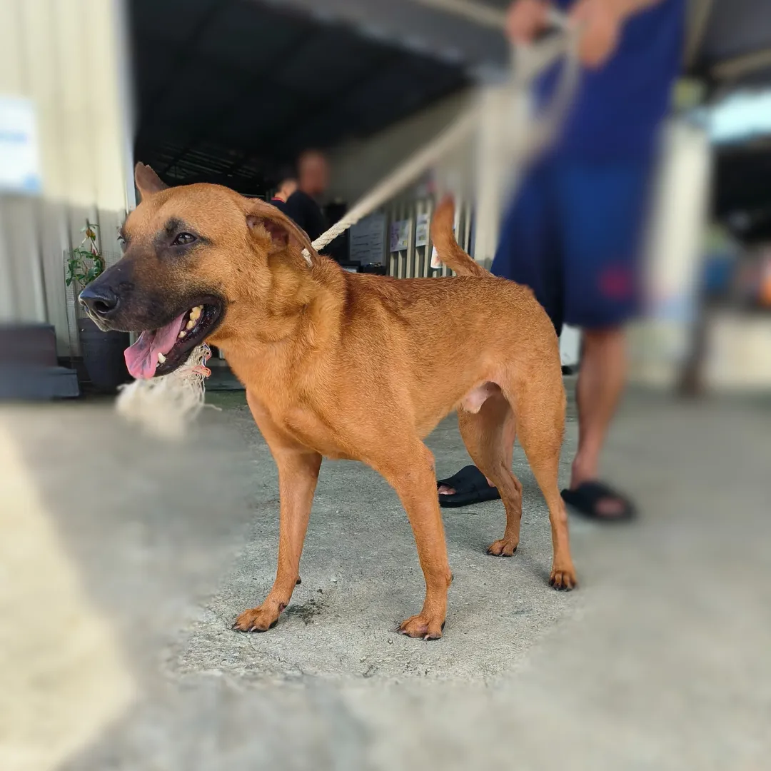 Brutus 1