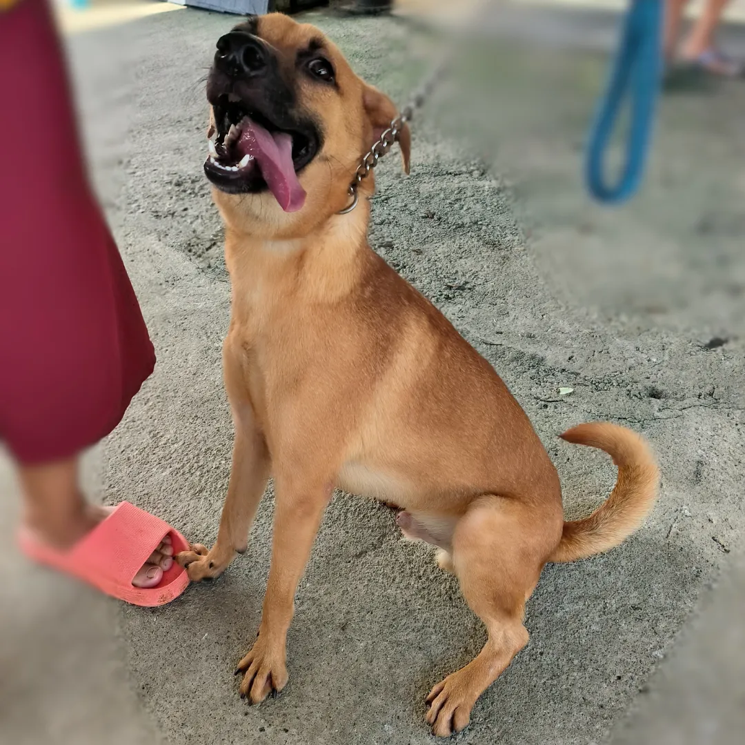 Bruno 2