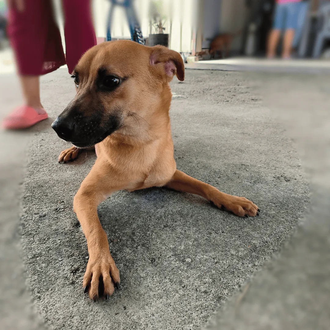 Bruno 1