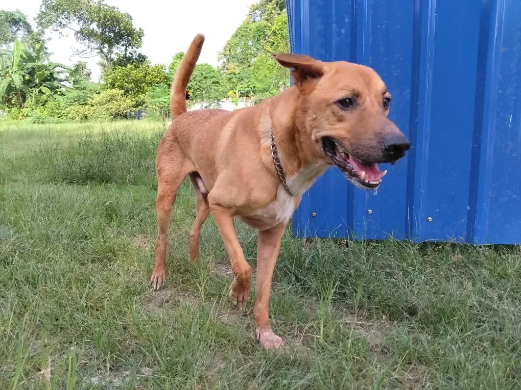 Kutty - D205M (040125) image 1
