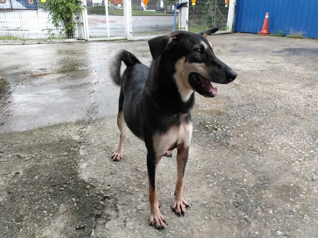 Roxy - P178F (020925) image 2